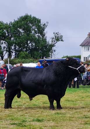 Welsh black bull