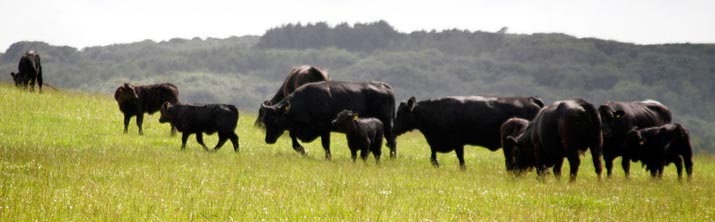 Cattle at Home Farm