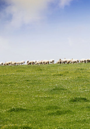 Sheep at Home Farm